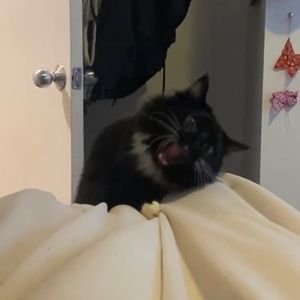 Meet your Posher, Kasha